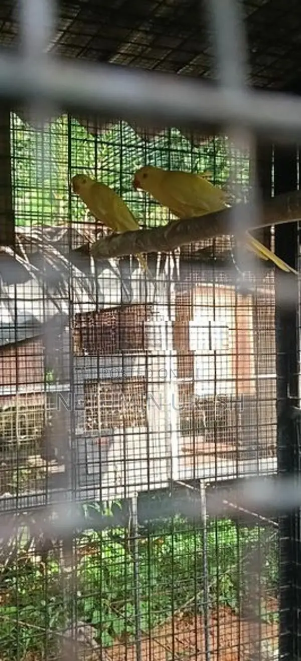 Ringneck Parrot