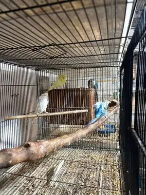 Love Birds