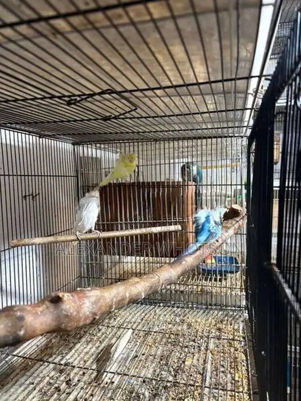 Love Birds