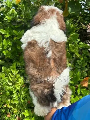 Shih-Tzu Puppies