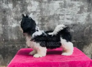 Shihtzu Puppies