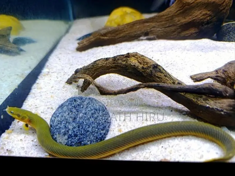 Rope Fish