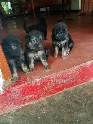 German Shepherd Puppy