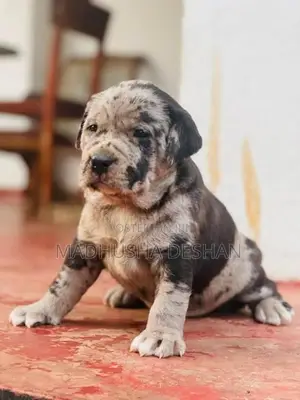 American Bully Puppies