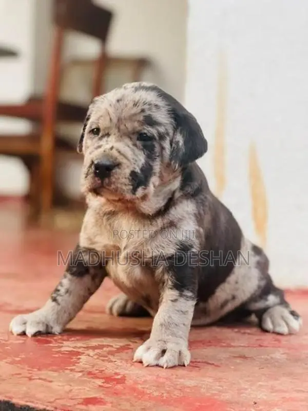 American Bully Puppies