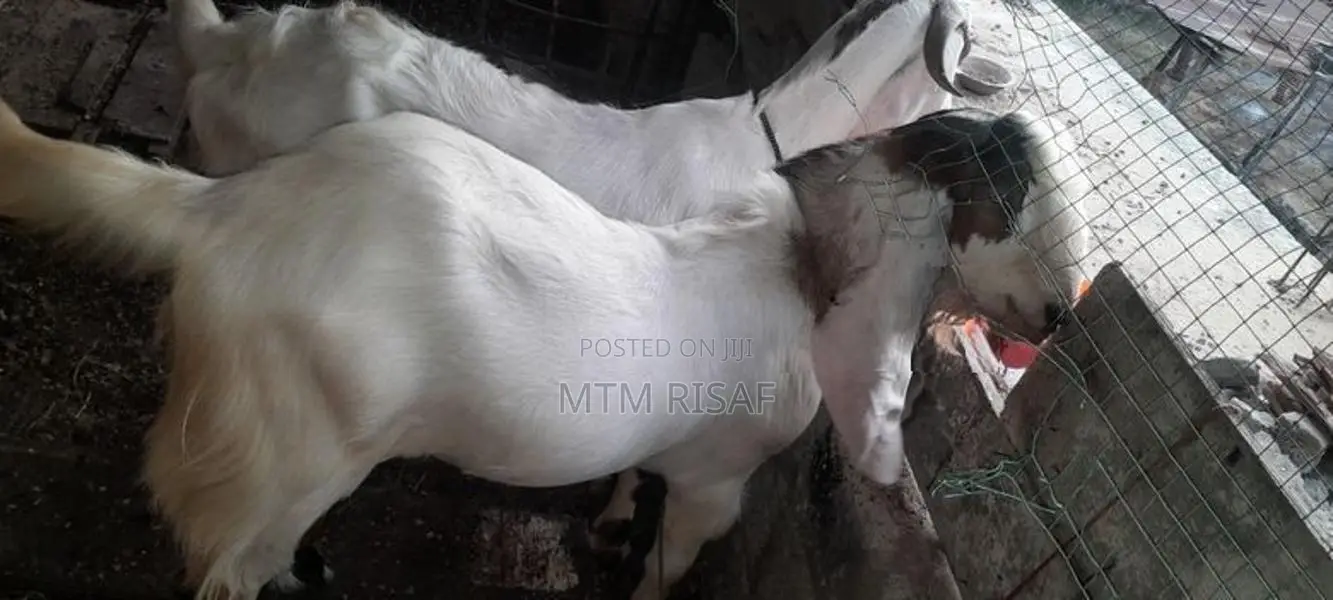ஜமுனா பாரி கிடாய்