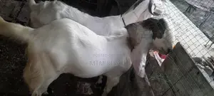 ஜமுனா பாரி கிடாய்