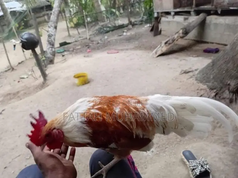Bantam Rooster