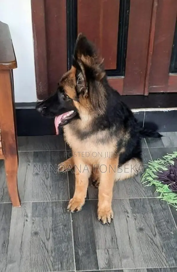 German Shepherd Puppy
