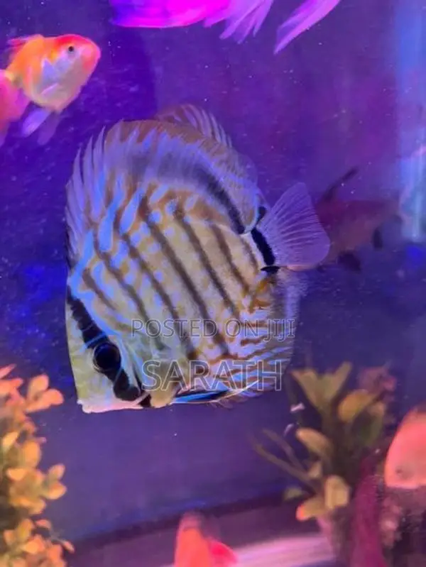 Discus 12CM Pair