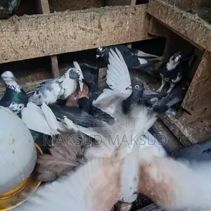 Pigeons