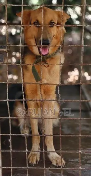 German Shepherd Female Dog