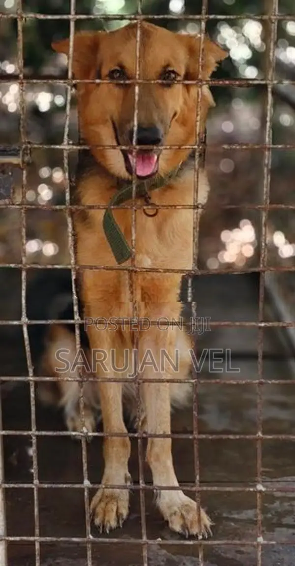 German Shepherd Female Dog