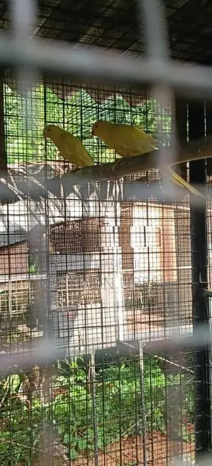 Ringneck Parrot