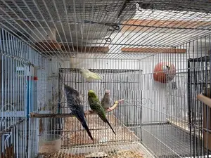 Love Birds