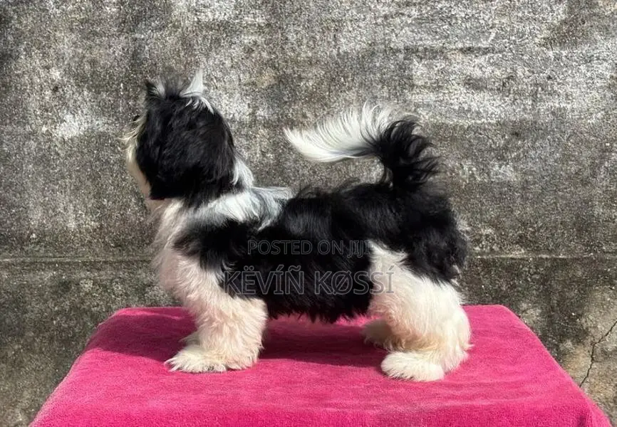 Shihtzu Puppies