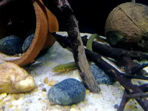 Rope Fish