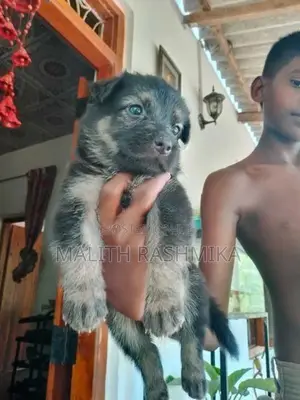 German Shepherd Puppy