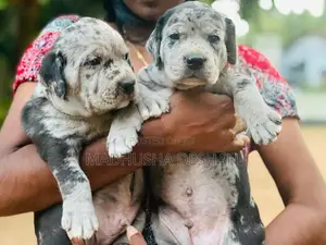American Bully Puppies