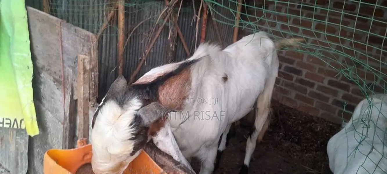 ஜமுனா பாரி கிடாய்