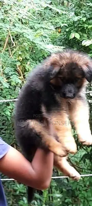 German Shepherd Puppy