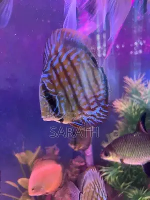 Discus 12CM Pair