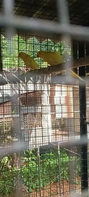 Ringneck Parrot
