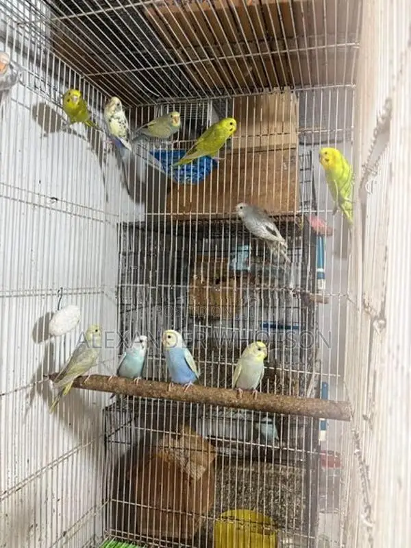 Love Birds