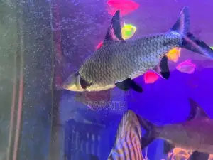 Silver Shark 8 Inches