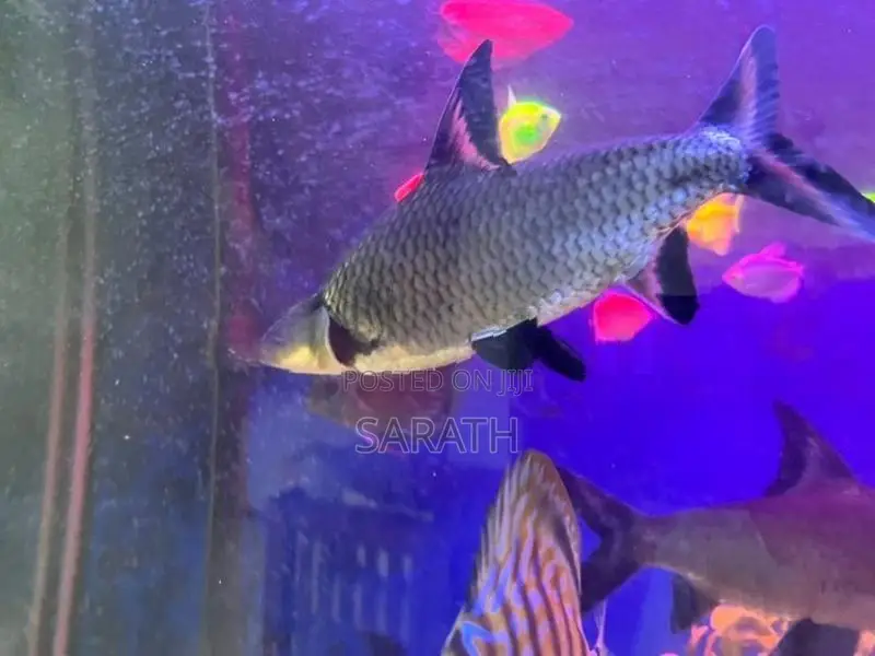 Silver Shark 8 Inches
