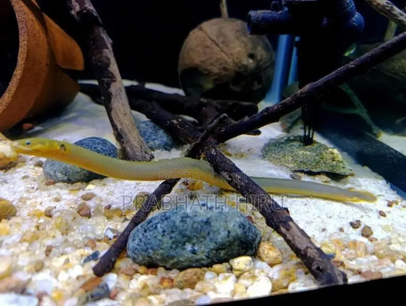 Rope Fish