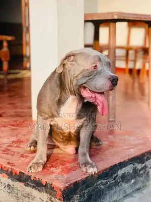 American Bully Puppies