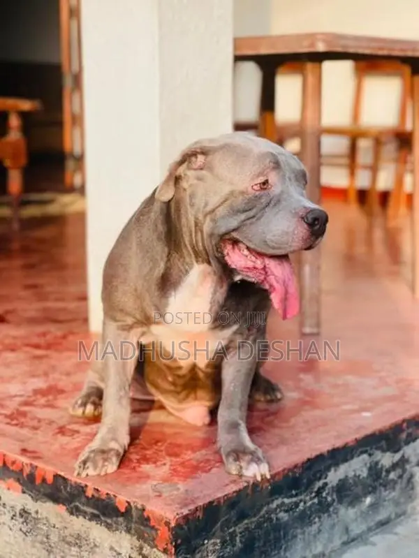 American Bully Puppies