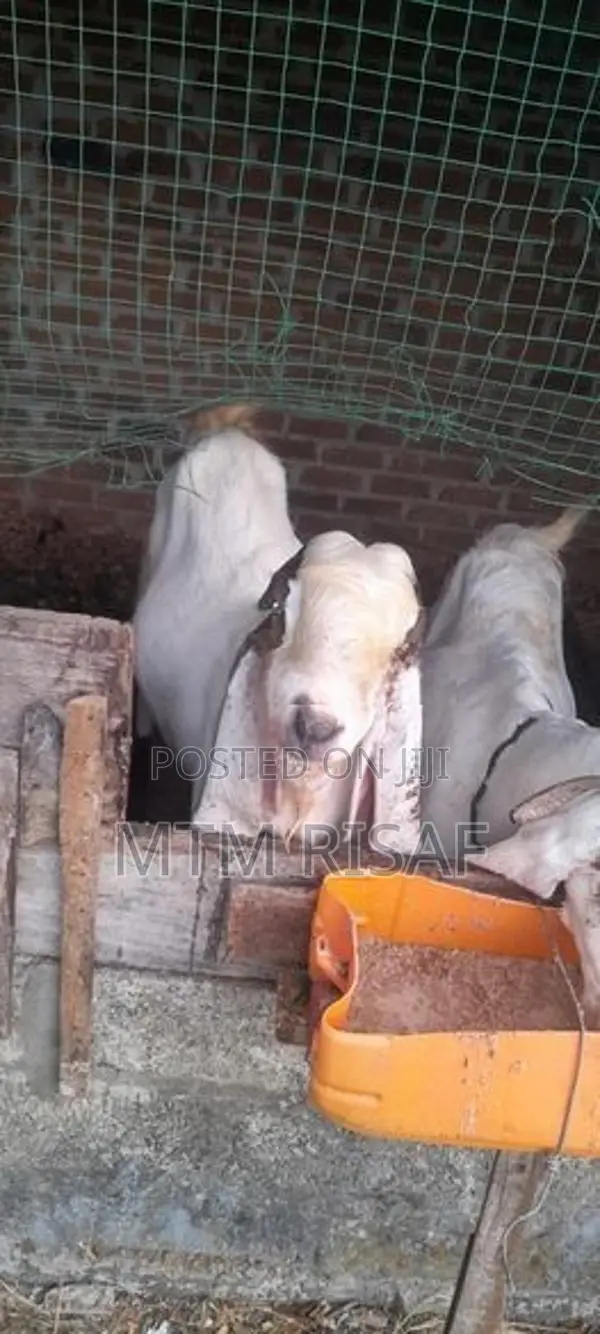 ஜமுனா பாரி கிடாய்