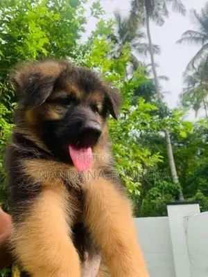 German Shepherd Puppy