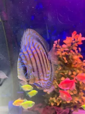 Discus 12CM Pair