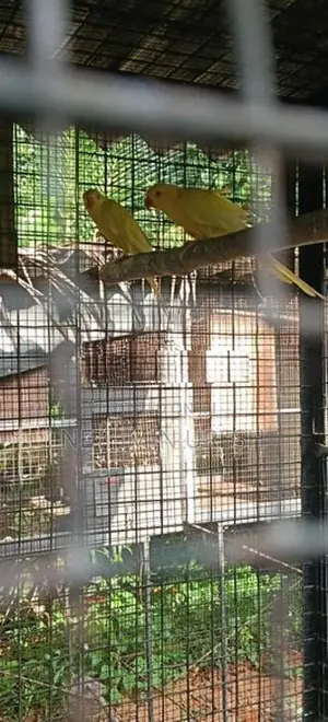 Ringneck Parrot