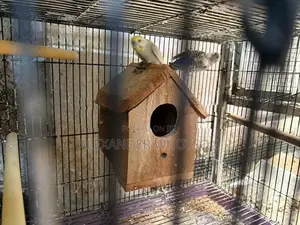 Love Birds