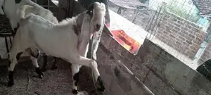 ஜமுனா பாரி கிடாய்