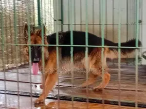 German Shepherd Puppy