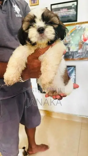 Shih Tzu Puppies
