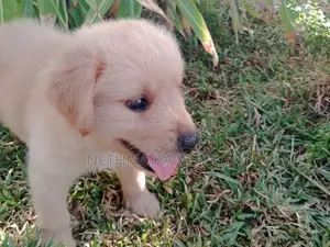 Golden Retriever Puppies