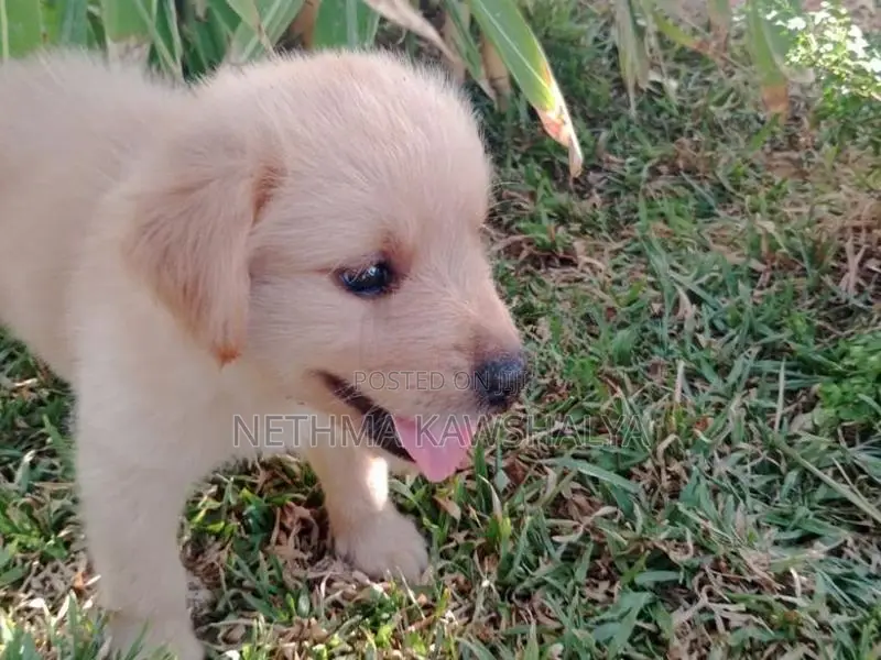 Golden Retriever Puppies