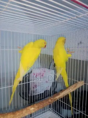 Yellow Ringneck Parrots