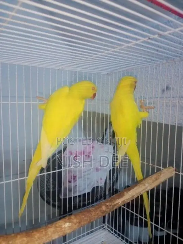 Yellow Ringneck Parrots