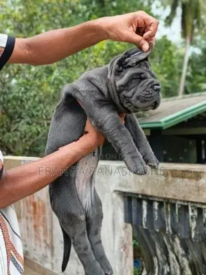 Cane Corso Puppy