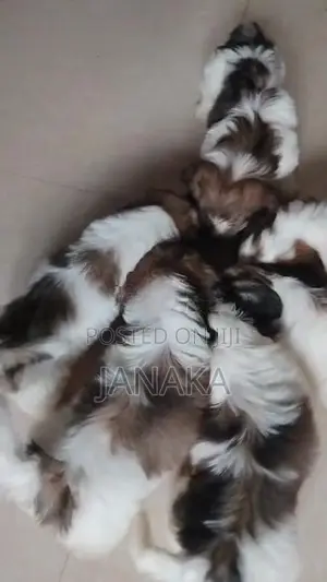 Shih Tzu Puppies