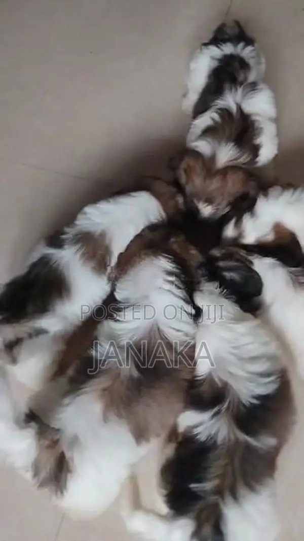 Shih Tzu Puppies