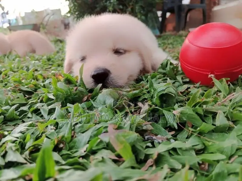 Golden Retriever Puppies