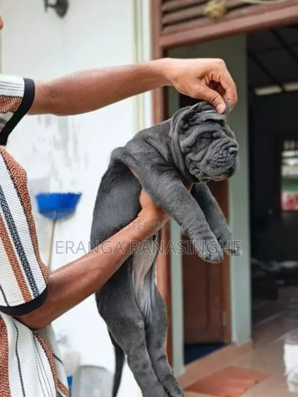 Cane Corso Puppy